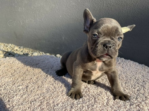 francouzsk� buldok �t��ata