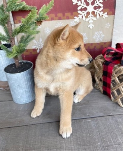 rozko�n� �t��ata shiba inu