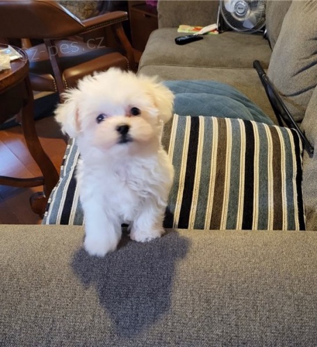 energetick� maltsk� �t��ata zdrav� 