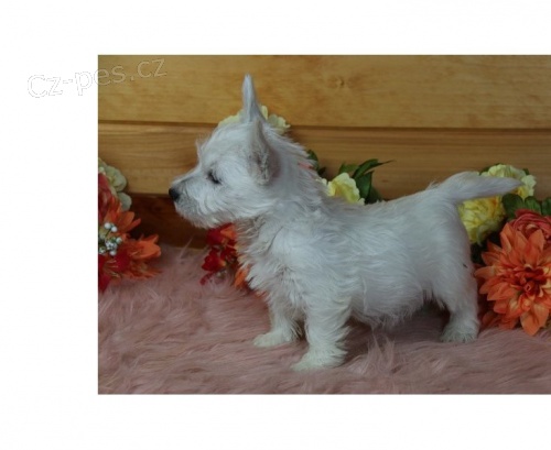 11 t�dn� star� �t��ata West Highland teri�ra