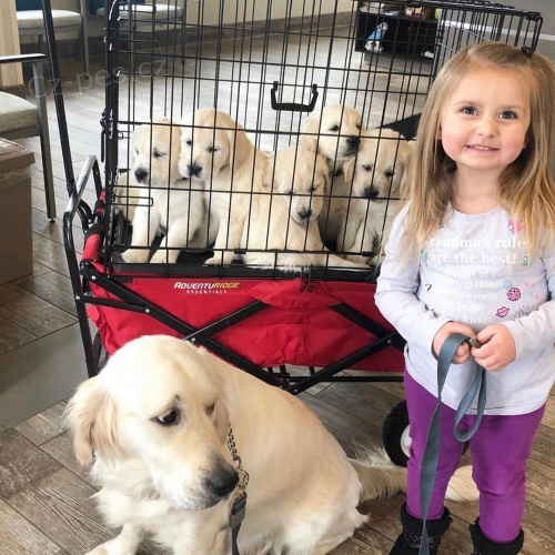 zlat� retr�vr �t�n�