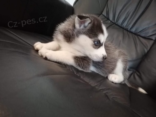 Husky �t�n� fena