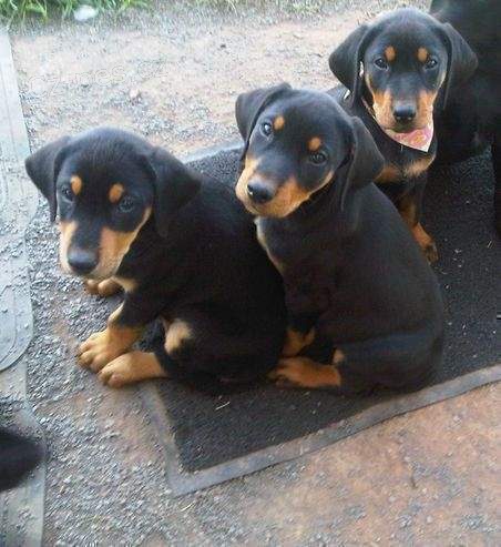 roztomil� doberman ..