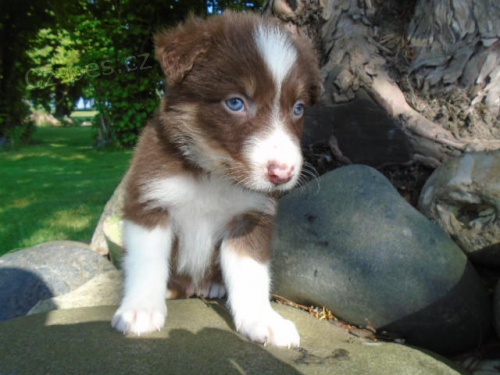 roztomil� border kolie ..