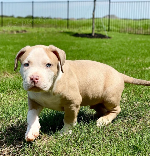 �pi�kov� �t���tka PITBULL
