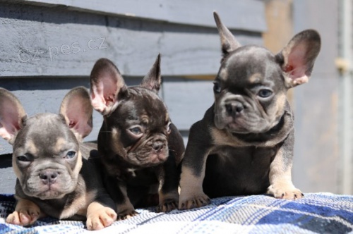 Francouzsk� buldo�ek �t��ata