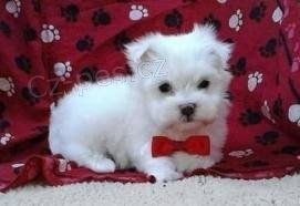 Malt�zsk� �t��ata pro novou rodinu