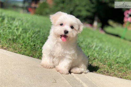 Rodokmen maltsk�ch �t��at