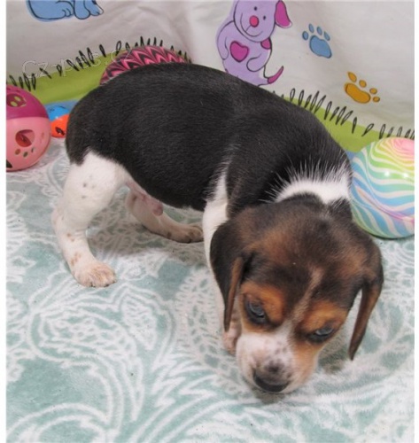 �t��ata beagle