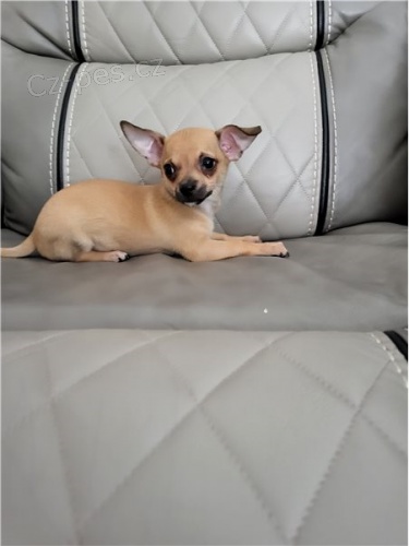 kr�sn� �ivava �t��ata