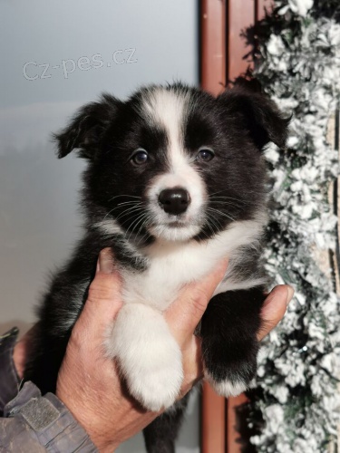 12 t�dn� star� �t��ata border kolie