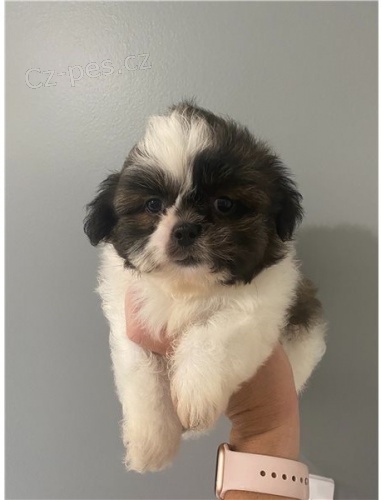 �t��ata shih tzu