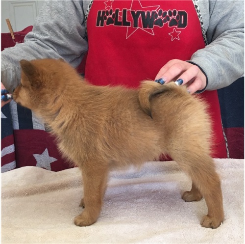 Finsk� �pic �t��ata samec a samice