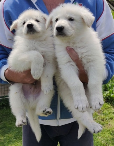 �t��ata b�l�ho �v�carsk�ho ov��ka