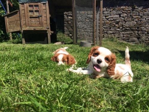 �t��ata Cavalier king charles
