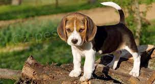 �t��ata beagle k dispozici