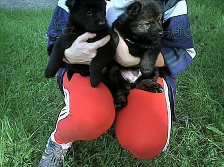 N�meck� ov��k �t��ata mohutn�