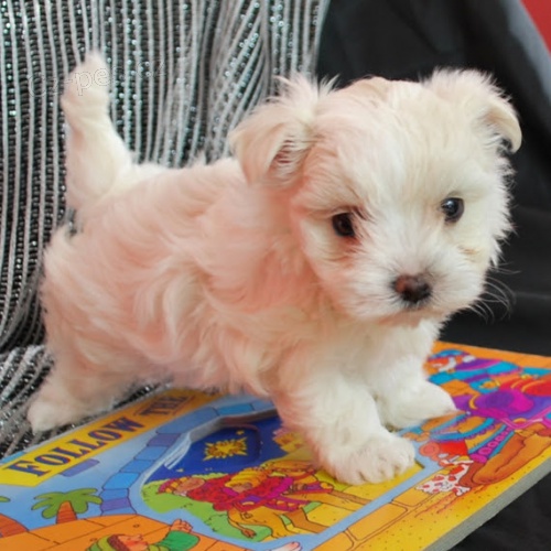 VAKCINOVAN� miniaturn� maltsk� �t���tka na prodej.