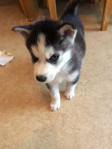 sibi�sk� husky s kr�sn�mi modr�mi o�ima na prodej.