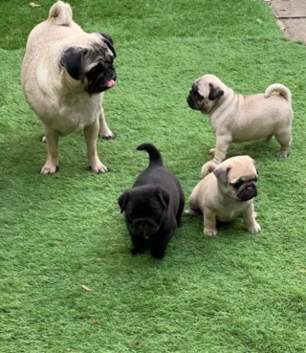 Kr�sn� b�ov� a �ern� �t��ata mops� a samic na prodej