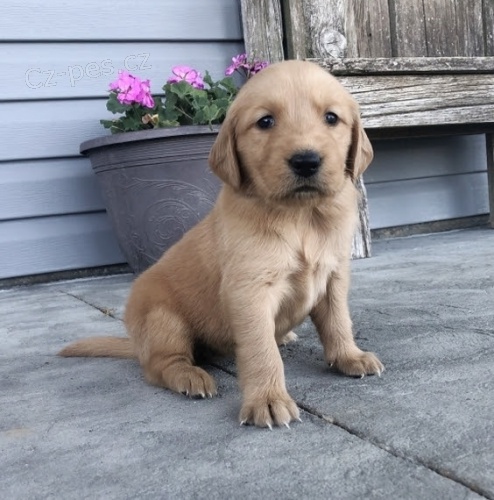 na prodej o�kovan� a od�erven� �t��ata zlat�ch retr�vr� d�vek a chlapc�.