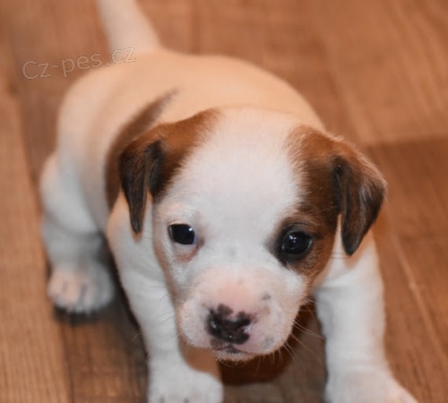 ��asn�, o�kovan� a od�erven� zdrav� �t���tka Jack Russell na prodej.