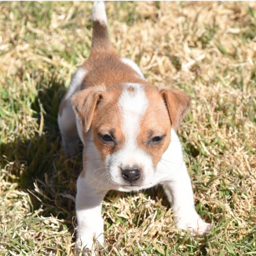 ��asn�, o�kovan� a od�erven� zdrav� �t���tka Jack Russell na prodej.