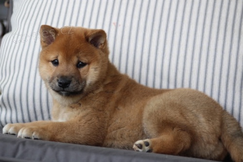 Rozko�n� od�erven� a o�kovan� kr�sn� miminka �t��ata shiba inu na prodej