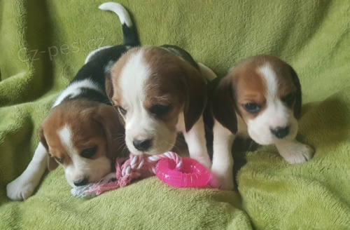 K dispozici jsou kr�sn� a rozko�n� o�kovan�, od�erven� a hygienicky vycvi�en� �t��ata beagle, kter� jsou nyn� p�ipravena k prodeji.