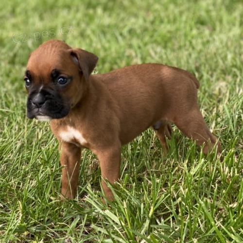 zdrav�, od�erven� a o�kovan� kr�sn� n�meck� �t��ata boxera na prodej.