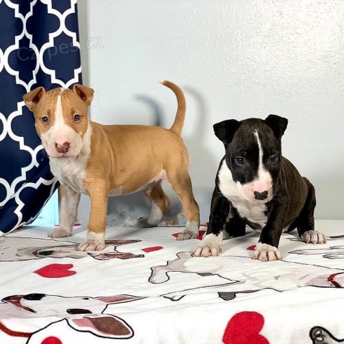 kr�sn� od�erven� a o�kovan� �t��ata anglick�ho bulteri�ra a samice na prodej.