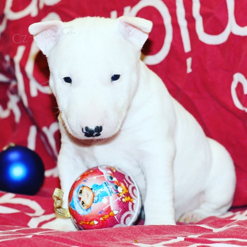 kr�sn� od�erven� a o�kovan� �t��ata anglick�ho bulteri�ra a samice na prodej.