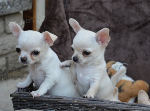 kr�sn� b�l� od�erven� a o�kovan� mini �ivava samec a samice na prodej.