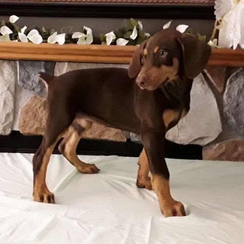 na prodej o�kovan�, od�erven� a zdrav� �t��ata dobermana.