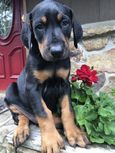 na prodej o�kovan�, od�erven� a zdrav� �t��ata dobermana.