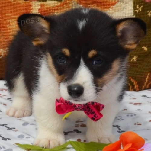 kr�sn� and�lsk� od�erven� a o�kovan� �t��ata Pembroke Welsh Corgi na prodej.