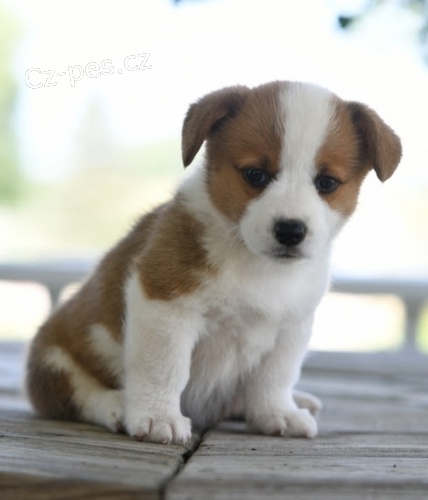 kr�sn� and�lsk� od�erven� a o�kovan� �t��ata Pembroke Welsh Corgi na prodej.