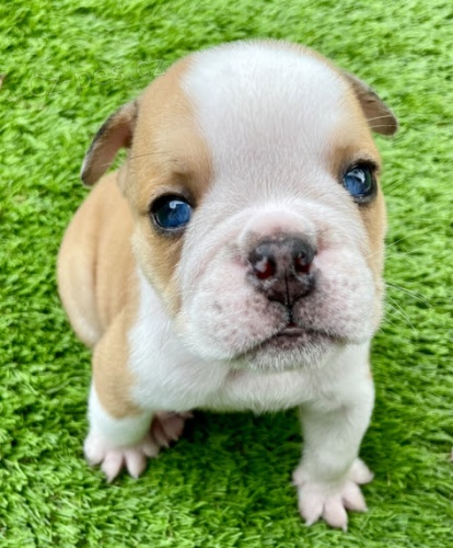 kr�sn� modr� o�i anglick� buldok �t��ata na prodej