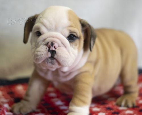 kr�sn� modr� o�i anglick� buldok �t��ata na prodej