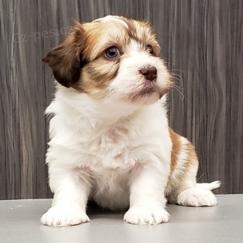 rozko�n� a zdrav� o�kovan� a od�erven� havansk� �t��ata na prodej.