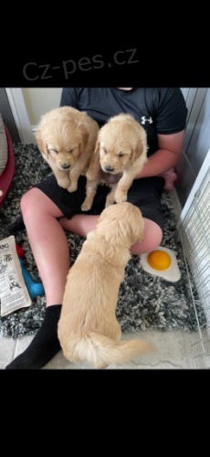 �tenata zlat�ho retr�vra