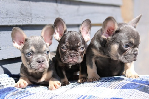 Francouzsk� buldocek �tenata