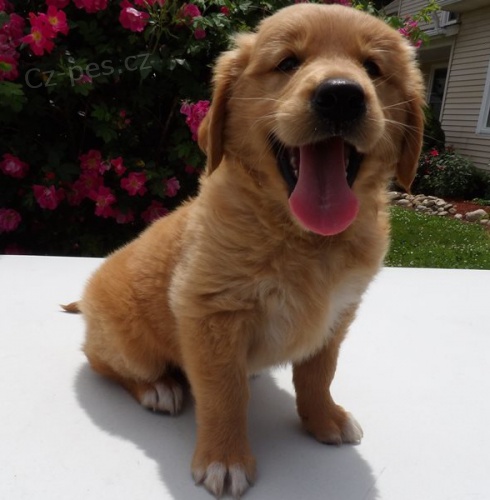 zlat� retr�vr �t��ata