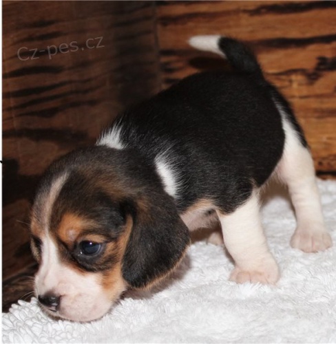 B�gl �t��ata k dispozici pro sb�r