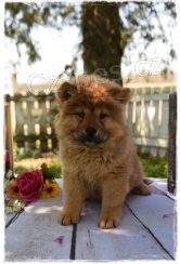 �t���tka �au �au (Chow chow) jsou p�ipravena na nov� rodiny.