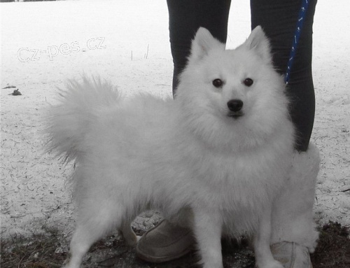 �t��ata japonsk�ch �pic�