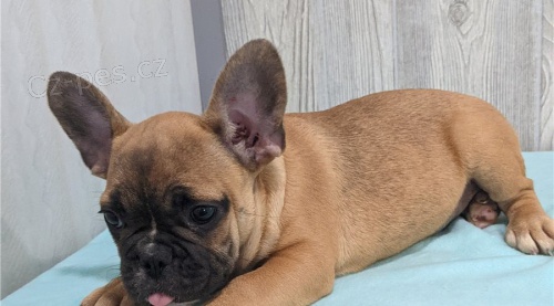 roztomil� zdrav� Francouzsk� buldo�ek �t�n�