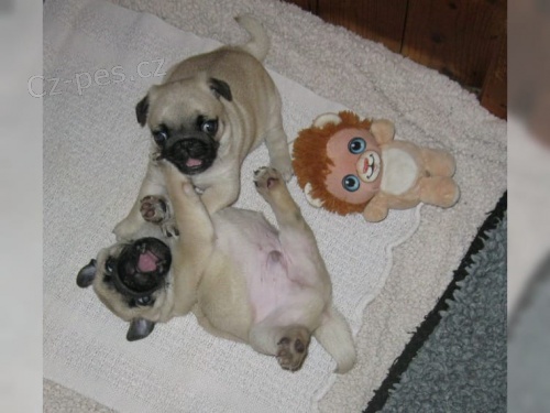 Mops �t��ata A vrh