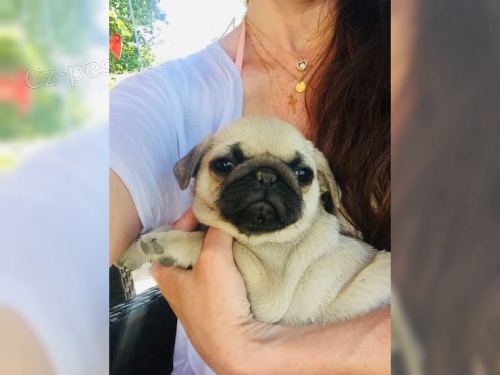 Mops� d�ti (100% zdrav�)