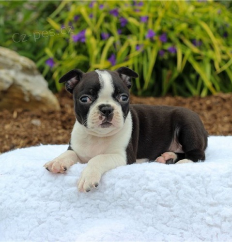 �t��ata boston teri�ra